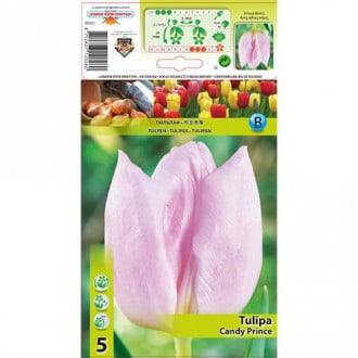 Tulipan Candy Prince slika 6