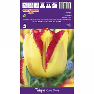 Tulipan Cape Town slika 3