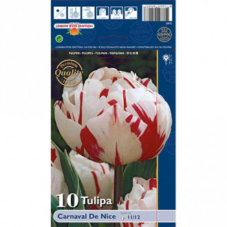 Tulipan frotirni Purple Carnaval de Nice slika 2