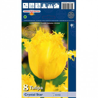 Tulipan Crystal Star slika 6