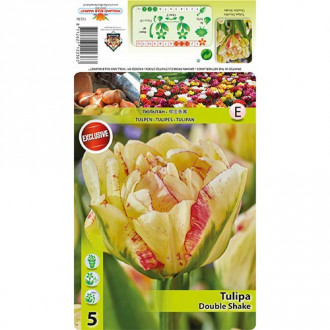 Tulipan Double Shake slika 5