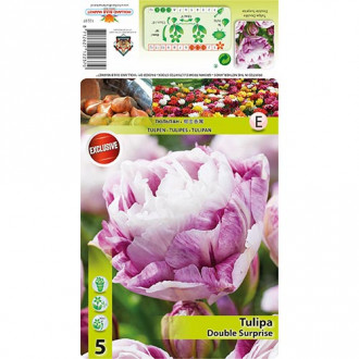 Tulipan Double Surprise slika 2