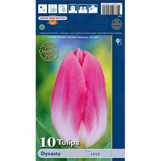 Tulipan Triumpg Dinasty slika 1