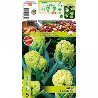 Tulipan Emerald Star slika 2