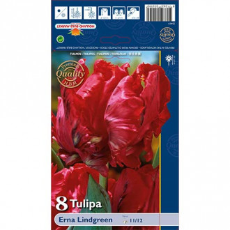 Tulipan Parrot Erna Lindgren slika 3