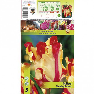 Tulipan Parrot Flaming Parrot slika 1