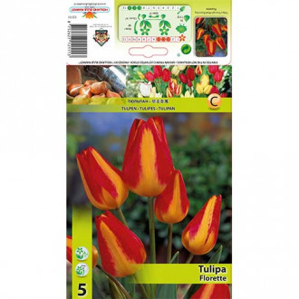 Mnogocvetni tulipan Florette slika 5