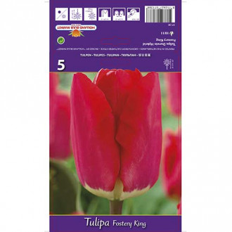 Tulipan Darwin Fostery King slika 6