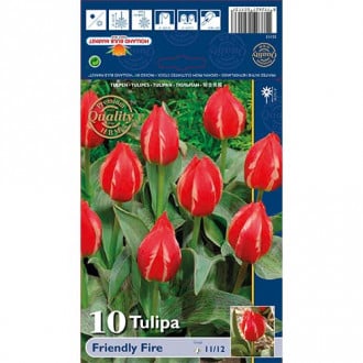 Tulipan Greiga Friendly Fire slika 4