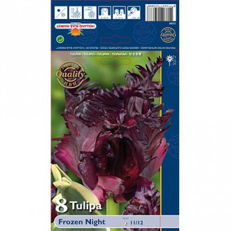 Tulipan Parrot Frozen Knight slika 5