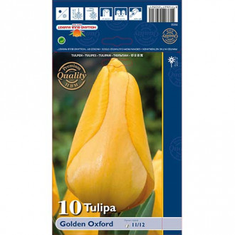 Tulipan Golden Oxford slika 3