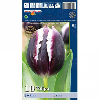 Tulipan Triumph Jackpot slika 3