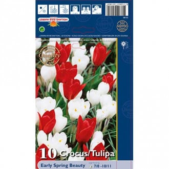 Tulipan, Krokus кomplet Early Spring Beauty set 2 sort slika 5