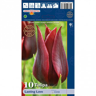 Tulipan lilijevka Lasting Love slika 6