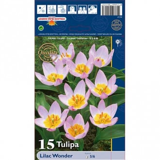 Tulipan botanični Lilac Wander slika 6