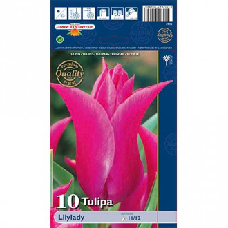 Tulipan Lilylady slika 1