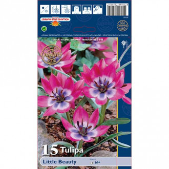 Tulipan botanični Little Beauty slika 6