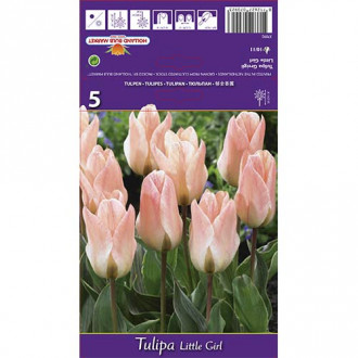 Tulipan Greiga Litlle Girl slika 1