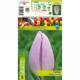 Tulipan Mistic Prince slika 4