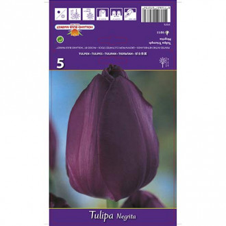 Tulipan Negrita slika 3