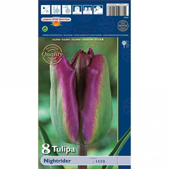 Tulipan Night Rider slika 2