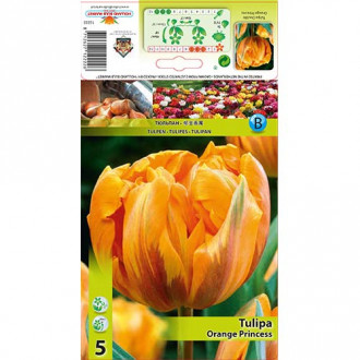 Tulipan Orange Princess slika 4