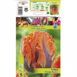 Tulipan Parrot Orange Rococo slika 4