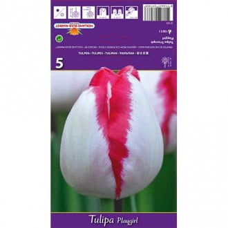 Tulipan Triumph Playgirl slika 4