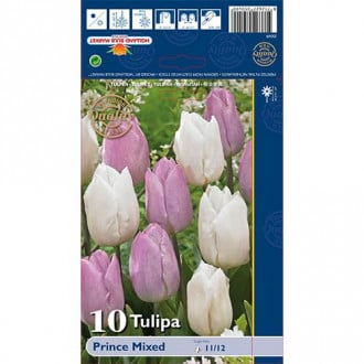 Tulipani Prince, mešanica slika 6