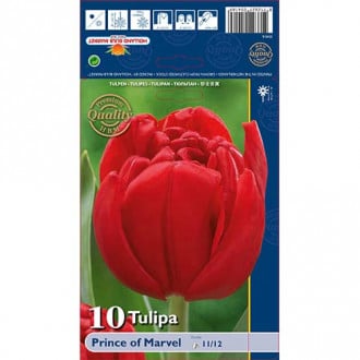 Tulipan frotirni Pink Prince of Marvel slika 6