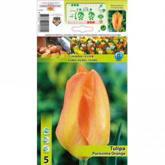 Tulipan Purissima Orange slika 2