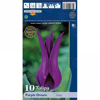 Tulipan lilijevka Purple Dream slika 4