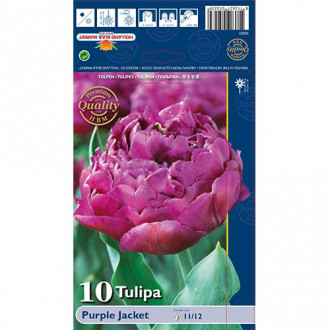 Tulipan Purple Jacket slika 5