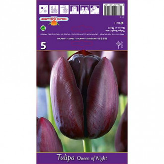 Tulipan Queen of the Night slika 1