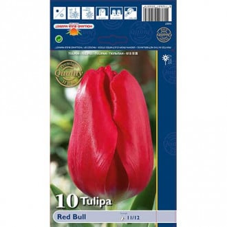 Tulipan Triumph Red Bull slika 2