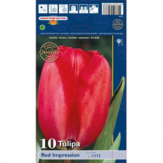 Tulipan Darwin Red Impression slika 6