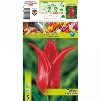 Tulipan lilijevka Red Shine slika 3