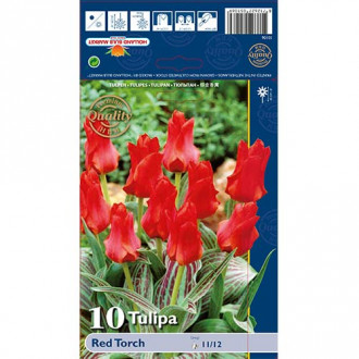 Tulipan Greiga Red Torch slika 4