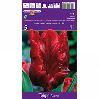 Tulipan Parrot Rococo slika 5