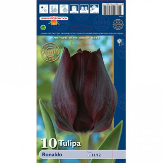 Tulipan Triumph Ronaldo slika 6