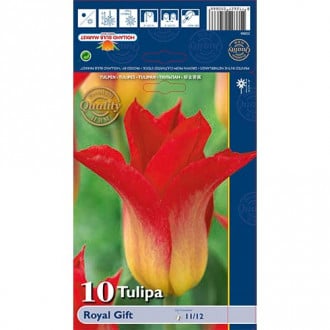 Tulipan Royal Gift slika 3