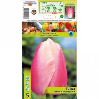 Tulipan Darwin Salmon Impression slika 2