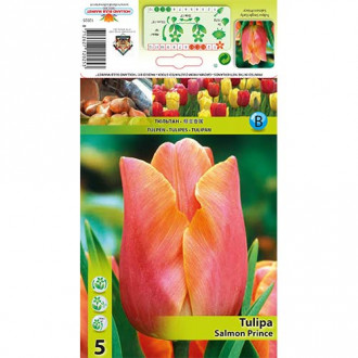 Tulipan Salmon Prince slika 6