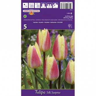 Tulipan Triumph Silk Surprise slika 2