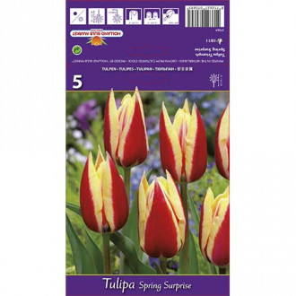 Tulipan Triumph Spring Surprise slika 4