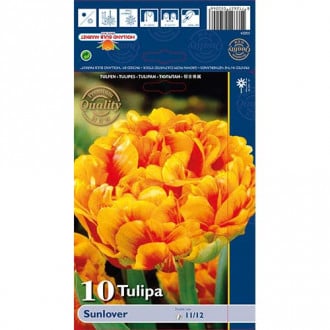 Tulipan frotirni Purple Sunlover slika 2