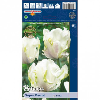 Tulipan Parrot Super Super Parrot slika 6