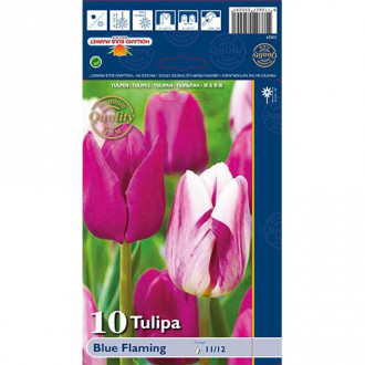 Tulipan Triumph Blue Fleming, mešanica slika 6