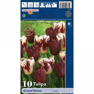 Tulipan Triumph Grand Velvet, mešanica slika 4