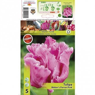 Tulipan Parrot Webers Parrot Pink slika 2